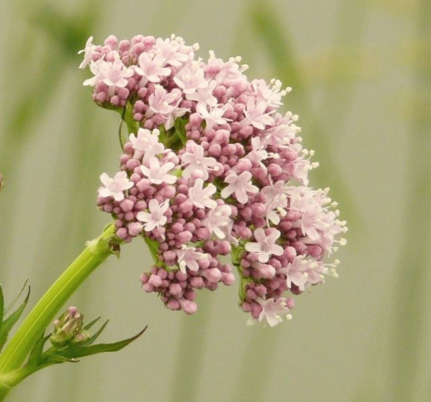 Valeriaan – Ayurvedische hoofd- en gezichtsmassage