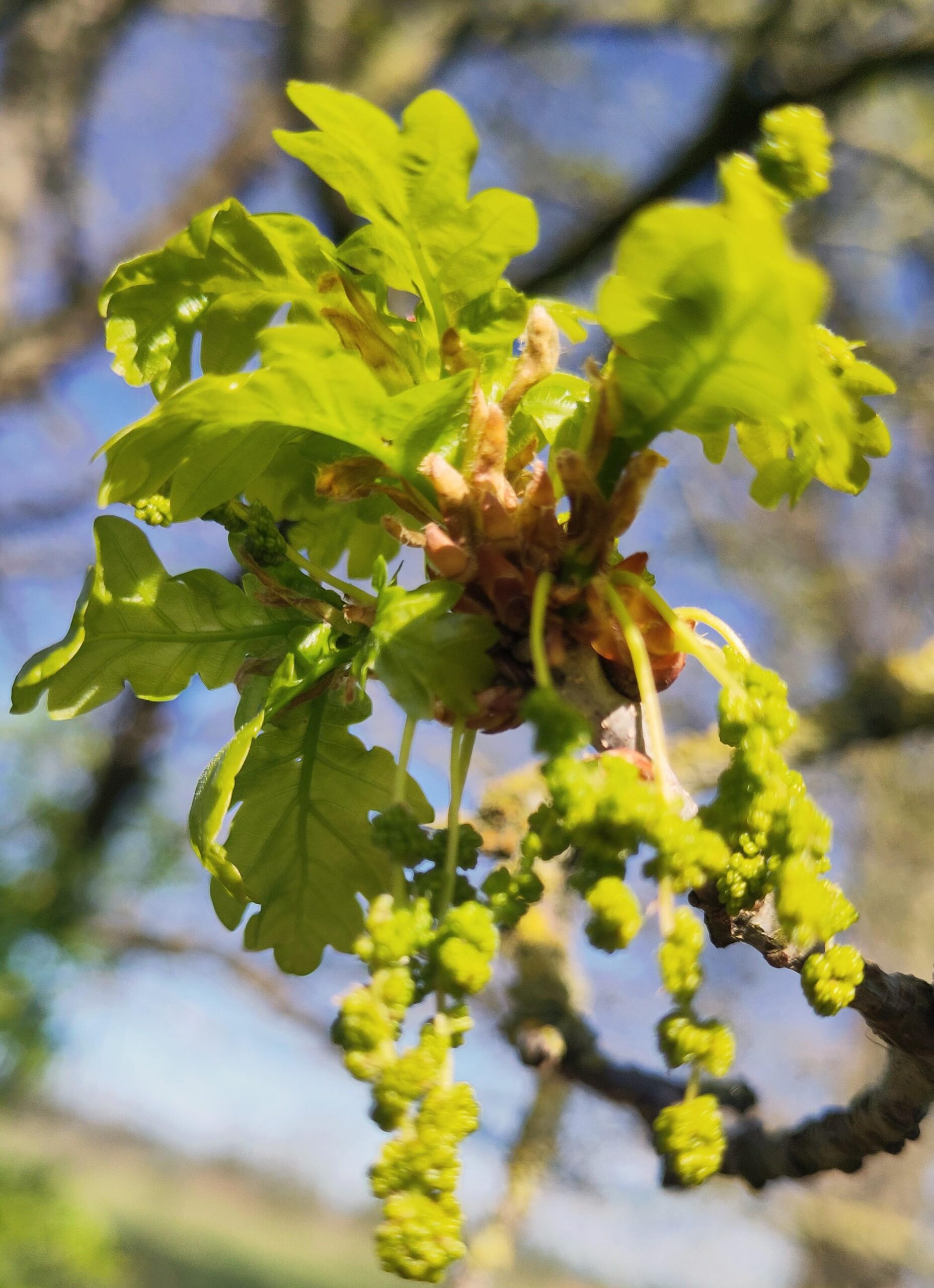 Eik – Klachtgerichte behandeling
